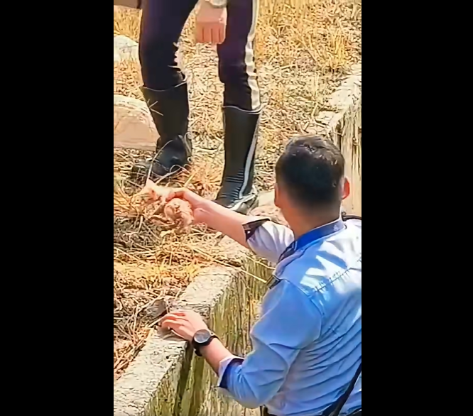 Biarjasajadikenangan Video Pilihan Abang Polis Trafik Selamatkan Anak Kucing