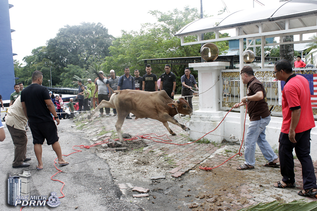 _MG_0135 Korban Tiga Ekor Lembu Sempena Aidiladha