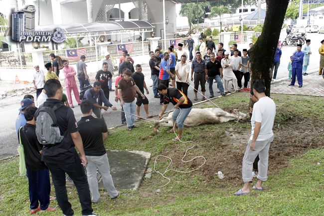 _MG_0173 Korban Tiga Ekor Lembu Sempena Aidiladha