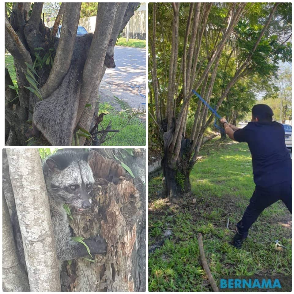 8 Covid 19 Pic Of The Day Tegas Ketika Bertugas Namun Sifat Penyayang Subur Dalam Diri