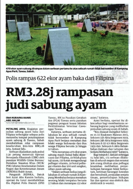 Keratan Akhbar Pilihan Polis Rampas 622 Ekor Ayam Baka Dari Filipina Rm3 2j Rampasan Judi Sabung Ayam