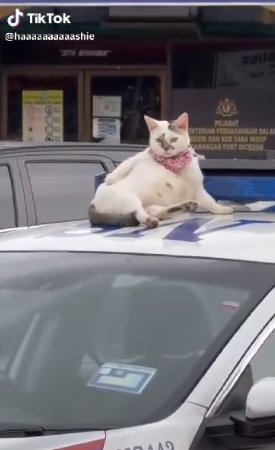 Usik Usik Gangster Buat Hal Apa Lagi Hari Ini