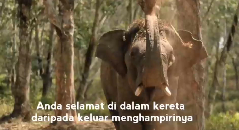 Jomberingat Apa Yang Perlu Dilakukan Jika Terserempak Dengan Gajah Ketika Memandu