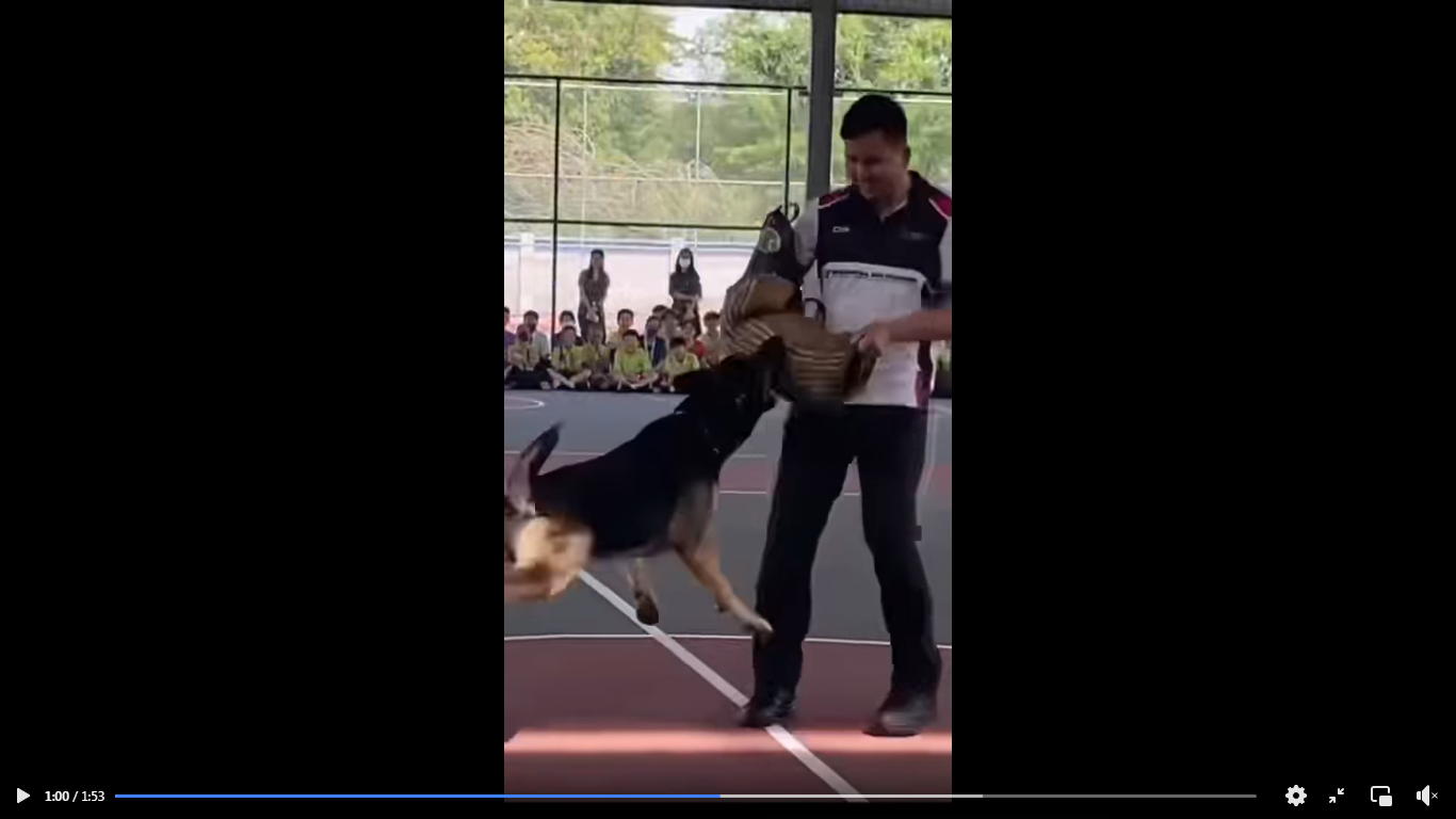 Video Pilihan Aksi Dua Anjing K9 Pukau Pelajar Westlake International School
