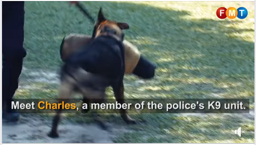 Video Pilihan Four Legged Good Boys You Definitely Don T Want To Mess With
