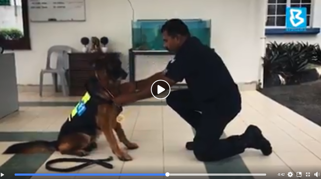 Video Pilihan Lao Wu Anjing Pertama Terima Pingat Jasamu Dikenang