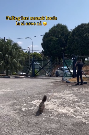 Usik Usik Mohon Izin Masuk Baris Tuan
