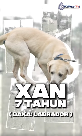 Video Pilihan Xan Wira K9 Pdrm Dalam Pengesanan Bom Dan Peluru Hidup