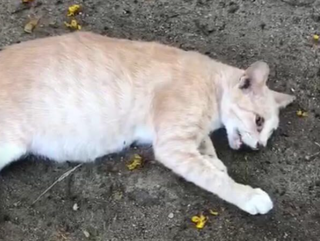 Artikel Pilihan Polis Tahan Wanita Pukul Kucing Bunting Dengan Besi Sampai Mati